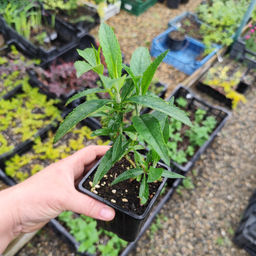 Буддлея Давида Вайт Профьюжн - Долина роз фото 2