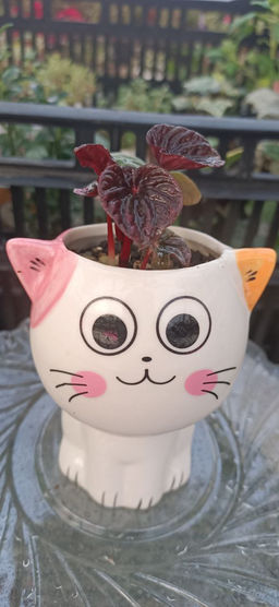 Пеперомия Ред Луна в керамическом кашпо Котёнок