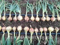 Лук репчатый Шетана МС - Партнер фото 4