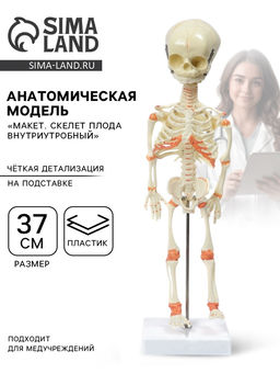 Анатомическая модель «Макет. Скелет плода внутриутробный», 37 см
