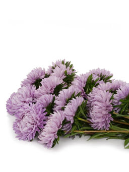 Астра китайская Вечерняя Тайна - Партнер фото 4