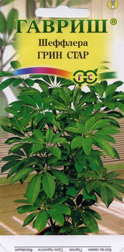 Шеффлера Грин Стар 3шт (г)