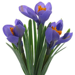 Цветы искусственные "Букет Крокусов", L9 W9 H31 см