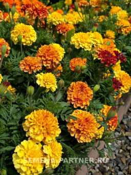 Бархатцы отклоненные Строберри Блонд - Партнер фото 4