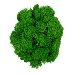 Blumentag BMSR-50 Мох стабилизированный окрашенный 50 г  5 г №01 салатовый  фото 7