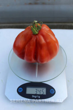 Томат Кахури - Партнер фото 4