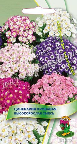 Цинерария кровавая Высокорослая смесь (ЦВ) (К) 0,01гр.