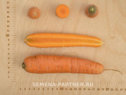 Морковь Страна Чудес - Партнер фото 4
