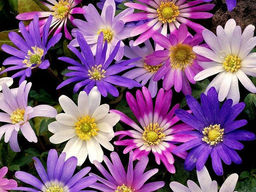 Анемона Blanda-Mix (Бланда Микс) 10шт - Долина роз фото 3