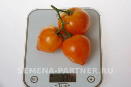 Томат Золотая Миля - Партнер фото 6