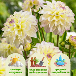 Георгина Лейк Кери бордюрная - Долина роз фото 2