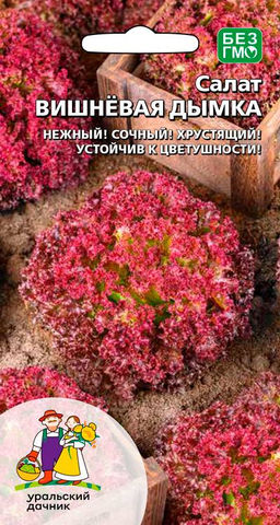 Салат ВИШНЁВАЯ ДЫМКА  Нежный! Сочный! Хрустящий! Устойчив к цветушности!