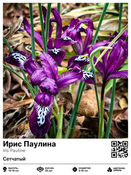 Ирис Паулина (Сетчатый)