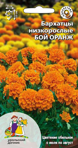 Бархатцы БОЙ ОРАНЖ низкорослые