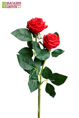 075 Роза двойная пионовидная - Без тм фото 11