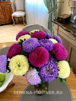 Астра китайская Остановись Мгновение - Партнер фото 5