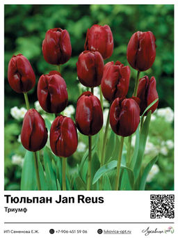 Тюльпан Jan Reus (Триумф)