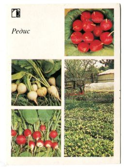 Открытка Редис