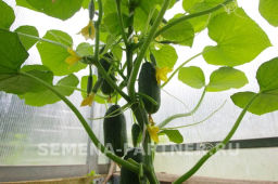 Огурец партенокарпический Трюкач - Партнер фото 6