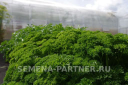 Петрушка кудрявая Астра - Партнер фото 5