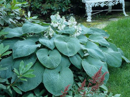 Хоста Sieb Elegans (Элеганс)