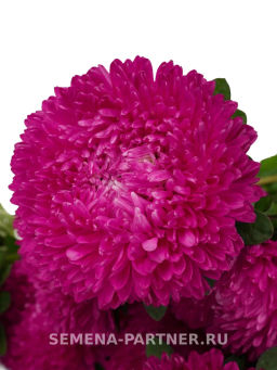 Астра китайская Дамский Роман - Партнер фото 3