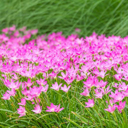 Зефирантес розовый 10шт