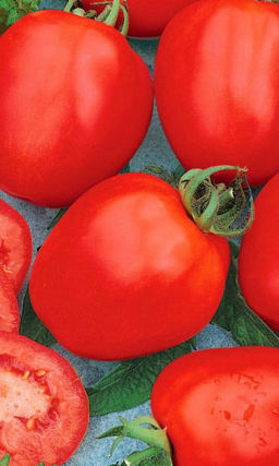 Томат СИБИРСКОЕ ЧУДО Крупноплодный! Не боится ни жары, ни холода! Устойчив к болезням!