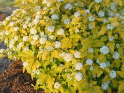 Пузыреплодник калинолистный Дартс Голд