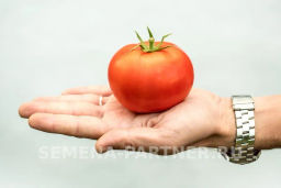 Томат Кристиан - Партнер фото 3