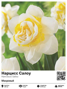 Нарцисс Салоу (Махровый)