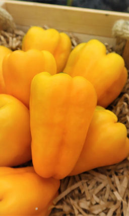 Перец ЗОЛОТОЙ ЗАПАС  Плоды сладкие, сочные, очень вкусные! Для консервирования и замораживания! Высокая урожайность!