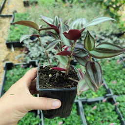 Традесканция Зебрина - Долина роз фото 4