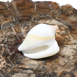 Ракушка морская в натуральном цвете 20*35мм Радуга камня