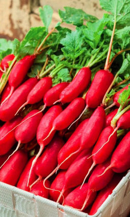 Редис ТУРИН  Долгожданный гость из Италии! Бесподобного вкуса, хрустящий, нежный, мякоть без пустот! Дружный, богатый урожай!