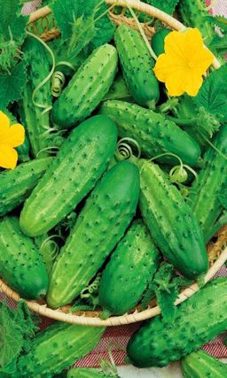 Огурец НЕЖИНСКИЙ 12 Добрый гость из Царской Руси! Превосходный вкус который был во время правления Романовых! Огромный урожай! Засухоустойчивый!