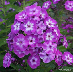 ФЛОКС Лаура Разбор I Кол-во упак., шт 2