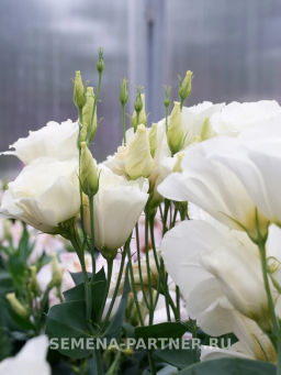 Эустома карликовая махровая белая Леди Бэнкс - Партнер фото 7