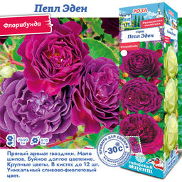 Роза Пепл Эден (Флорибунда) 1шт