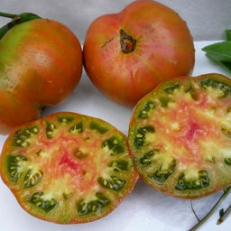 7032T Томат Капитан Лаки 10шт