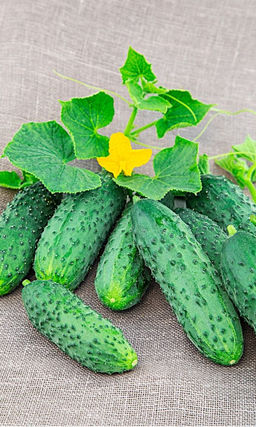 Огурец ВОДОПАД Высокоурожайный, раннеспелый сорт! Быстро нарастают после очередного сбора! Устойчив к мучнистой росе!