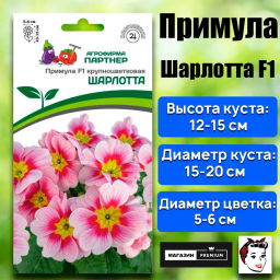 Примула крупноцветковая Шарлотта - Партнер фото 2