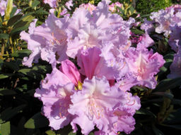 Рододендрон Caroline Allbrook (Каролина Альбрук)