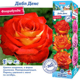 Роза Дабл Денс (Флорибунда) 1шт