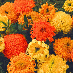 Бархатцы ФАНТАСТИКА СМЕСЬ Невероятная форма цветка! - Уральский дачник фото 2