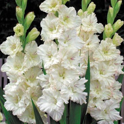 ГЛАДИОЛУС Айвори Перфекшн Разбор 10/12 Кол-во упак., шт 8