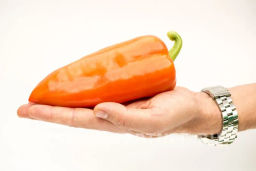 Перец сладкий Веста - Партнер фото 3