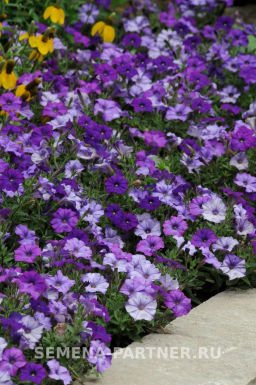 Петуния Шок Вэйв Деним многоцветковая каскадная - Партнер фото 3