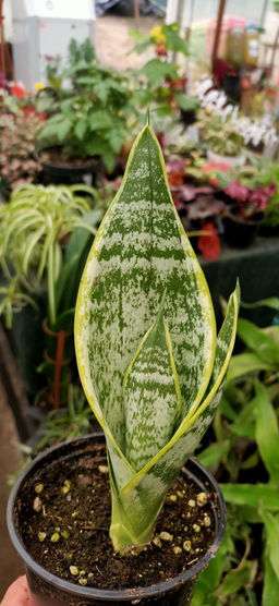 скрыт Сансевиерия Футура суперба Горшок 0,4 - 1000корней фото 3