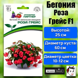 Бегония клубневидная ампельная махровая Роза Грейс - Партнер фото 2